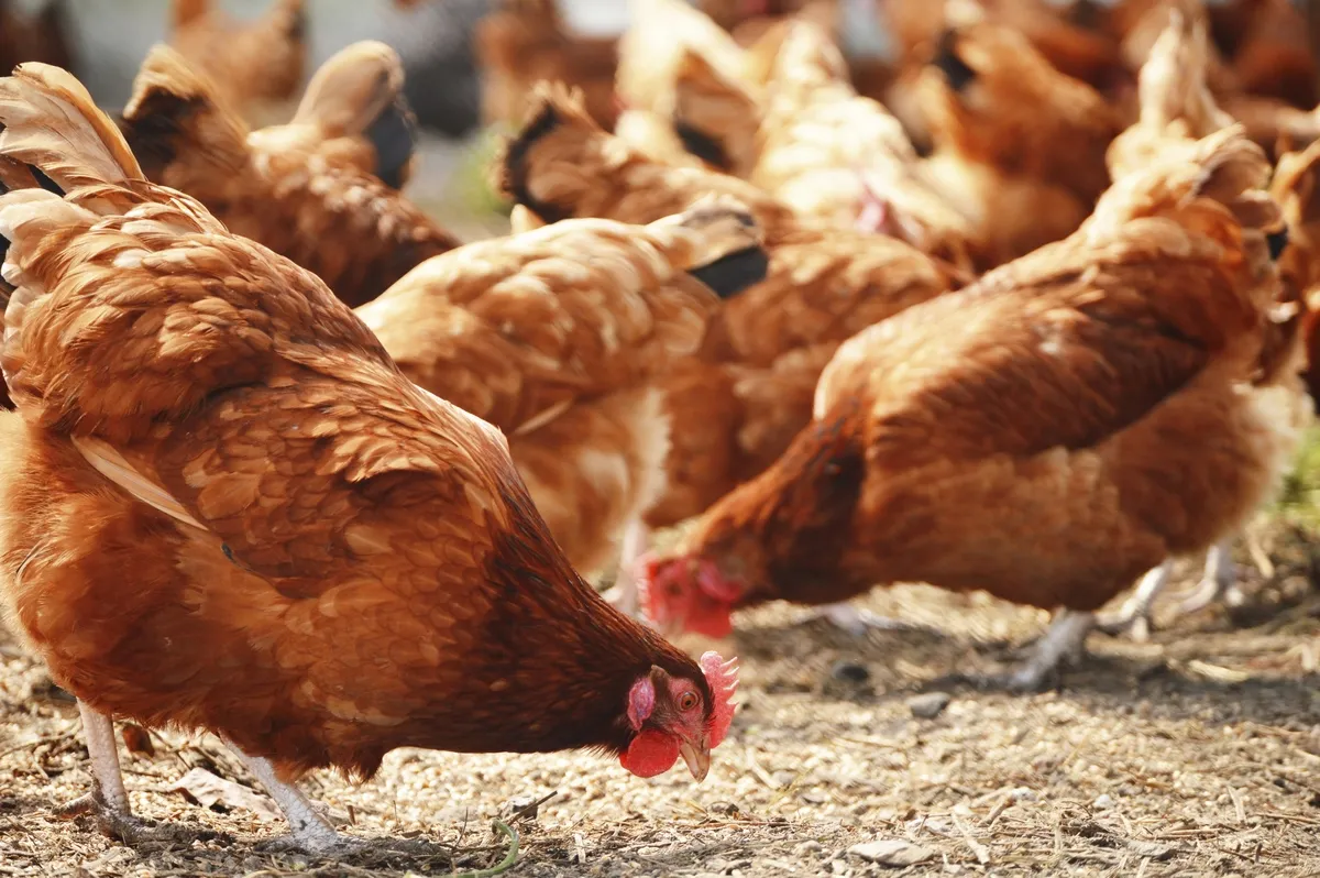 نحوه کسب درآمد و سود از پرورش مرغ گوشتی